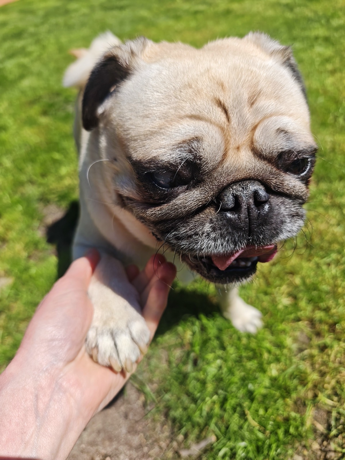 Bobi, mops