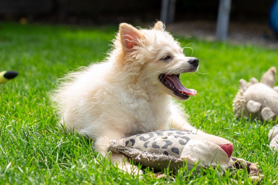 Krémový pomeranian leží v tráve v záhrade hotela