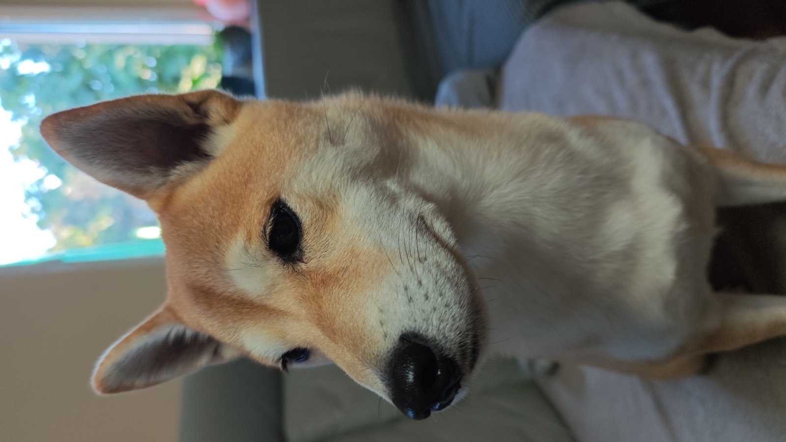 Luky, shiba inu